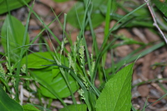 Carex leptonervia