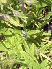 Image of Calibrachoa parviflora