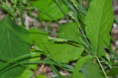 Carex leptonervia