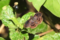 Chiomara mithrax