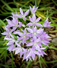 Allium unifolium