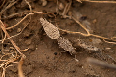 Diomphalus hispidulus