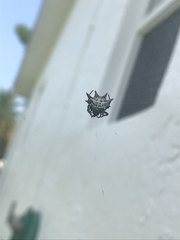 Gasteracantha cancriformis