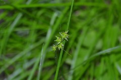 Carex rosea