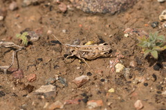 Dociostaurus kraussi