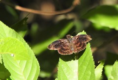 Chiomara mithrax