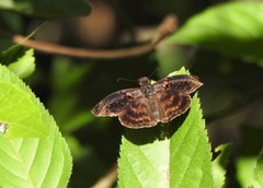 Chiomara mithrax