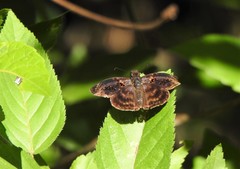 Chiomara mithrax