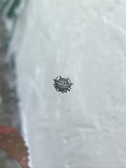 Gasteracantha cancriformis