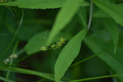 Carex rosea
