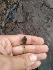 Carex eleusinoides