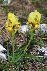 Iris reichenbachii