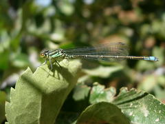 Erythromma