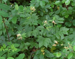 Vicia oroboides