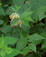 Vicia oroboides