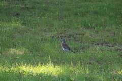 Turdus pilaris