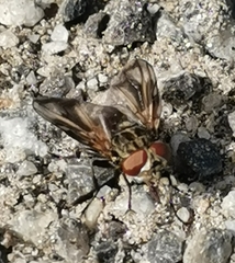 Phasia subcoleoptrata