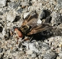 Phasia subcoleoptrata