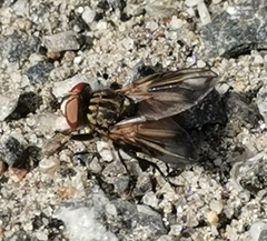 Phasia subcoleoptrata