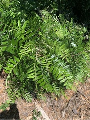 Rhus copallina image