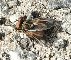 Phasia subcoleoptrata