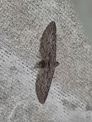 Eupithecia unedonata
