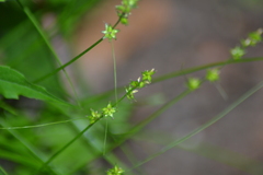 Carex rosea