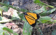 Paratype univitta