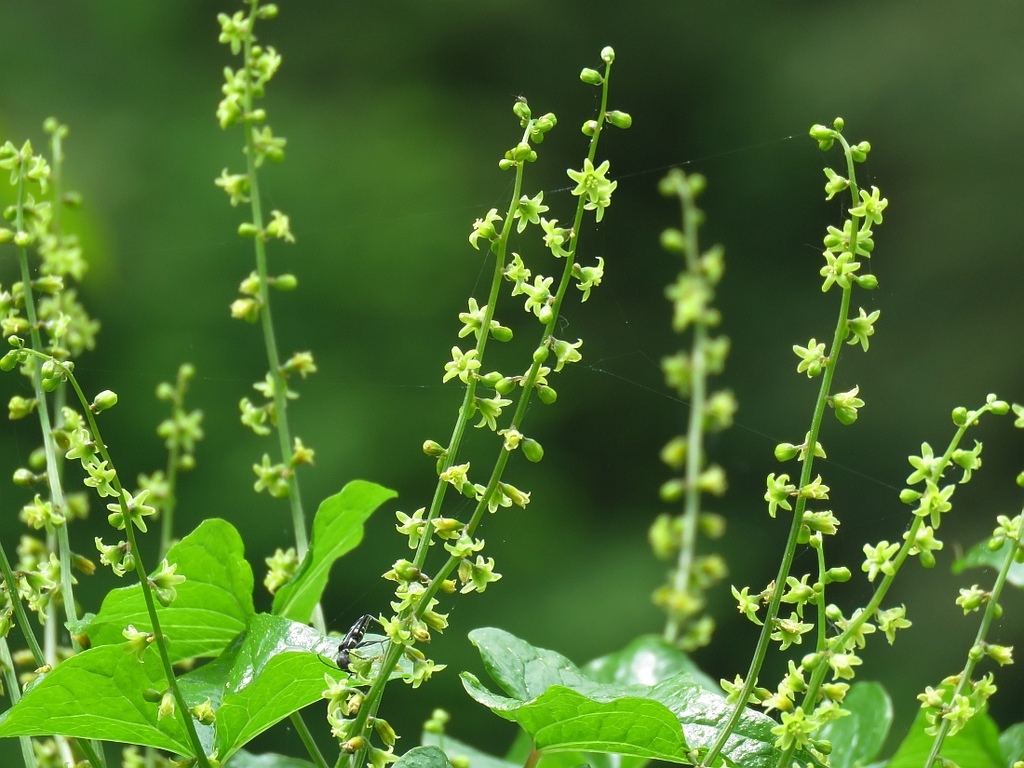 Dioscorea communis — an easy houseplant, prefers full sun light