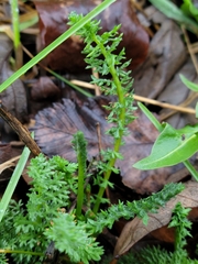 Achillea millefolium borealis