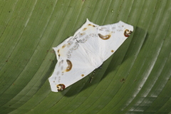 Sericoptera mahometaria