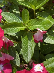 Catharanthus roseus image