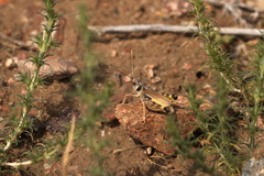 Dociostaurus kraussi