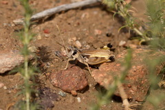 Dociostaurus kraussi