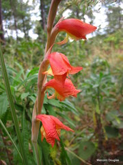Gladiolus dalenii
