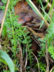 Achillea millefolium borealis