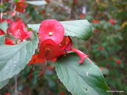 Holmskioldia sanguinea image