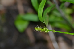 Carex stipata