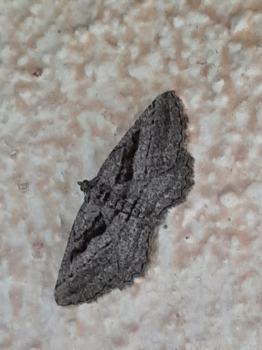 Rhoptria asperaria