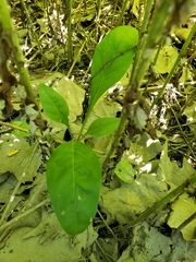 Phytolacca americana