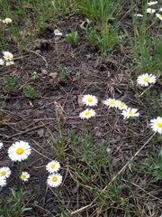 Erigeron flagellaris