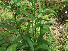 Phyteuma persicifolium