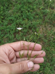 Stellaria peduncularis