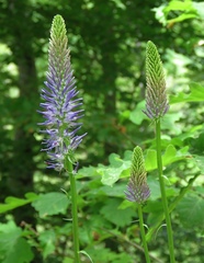 Phyteuma persicifolium