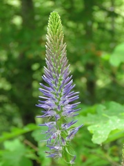 Phyteuma persicifolium