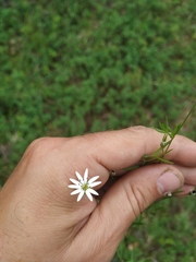 Stellaria peduncularis