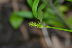Carex stipata