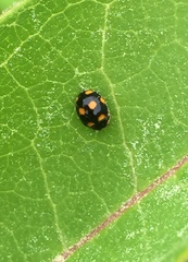 Brachiacantha ursina