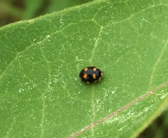 Brachiacantha ursina