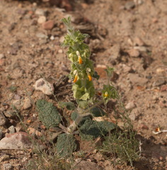 Phlomoides isochila